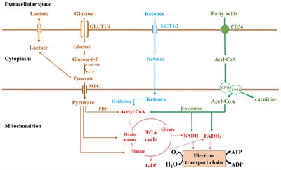 Metabolic Complications in Cardiac Aging